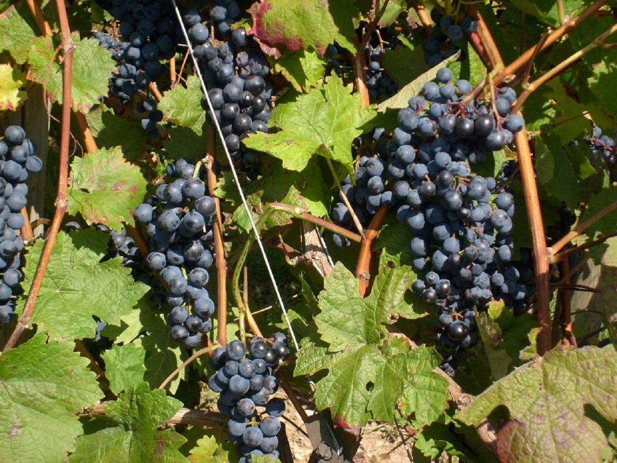 Affittacamere Winzerhof Spengler Kulsheim Esterno foto